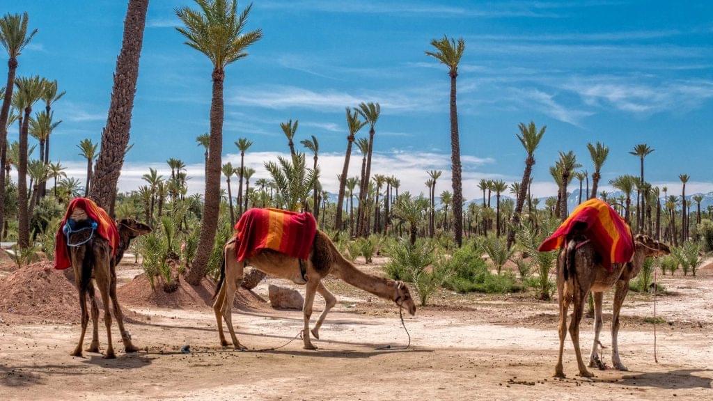 Que faire à Marrakech avec une voiture de location ?